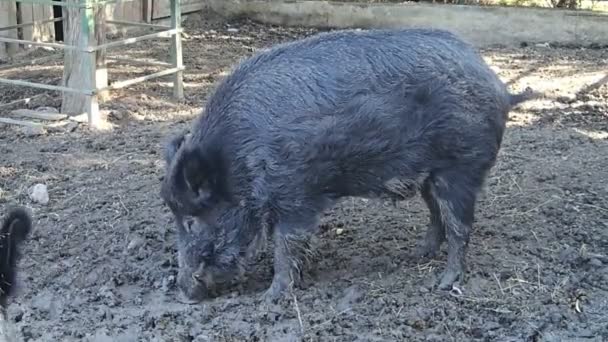 Дика свиня їсть з бруду — стокове відео