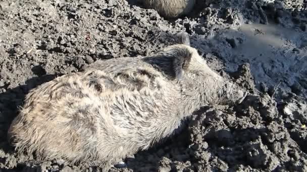 Wild boar resting in mud — Stock Video