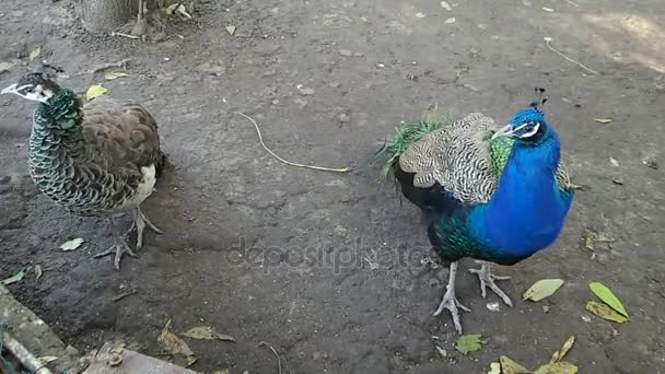 Peacock-par som bryr seg om fjærene sine – stockvideo