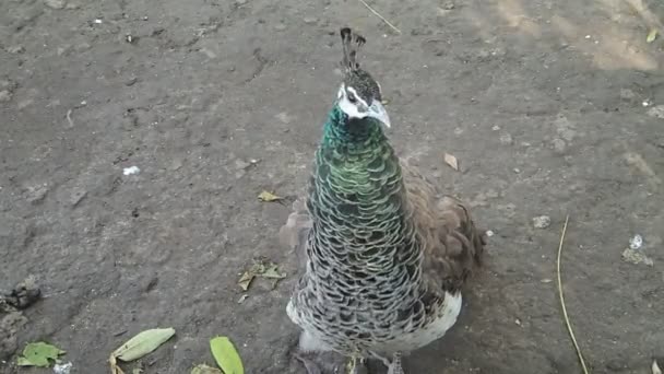 Peacock vrouw lopen uit het frame — Stockvideo