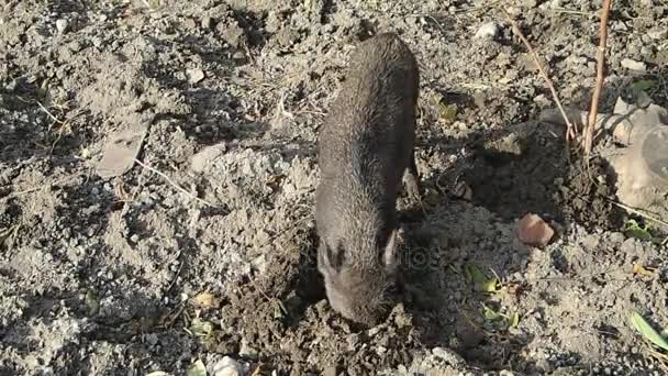 Cerdo pecarí en busca de comida — Vídeos de Stock