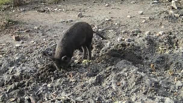 Cerdo pecarí arrancando la tierra — Vídeos de Stock