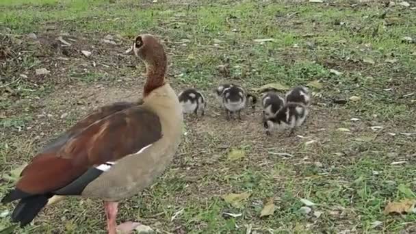 Nilgans mit Gösslingen — Stockvideo