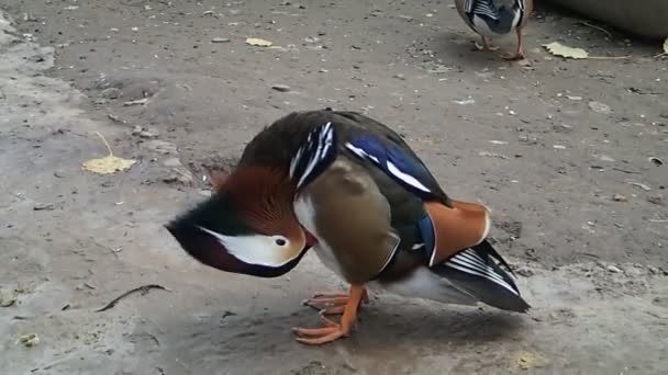 Pato mandarim cuidando de suas penas — Vídeo de Stock