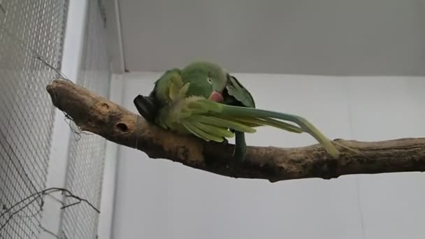 Loro verde cuidando sus plumas — Vídeos de Stock