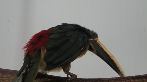 Μακρύ ράμφος πτηνό σε κλαδί — Αρχείο Βίντεο