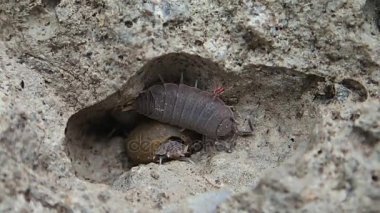 Bir boş iki kabuklular 