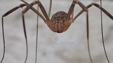 Uzun bacaklı örümcek bekleyen ve çerçeve bırakarak 
