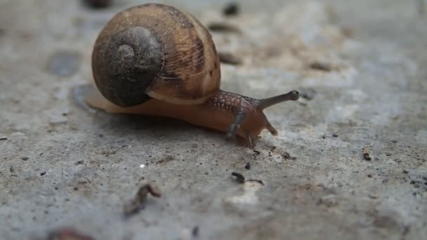 Un petit escargot en mouvement — Video