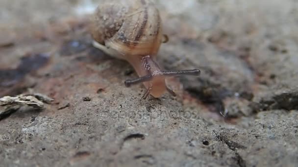 Caracol bebé en movimiento — Vídeo de stock