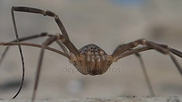 Длинные ноги паукообразные — стоковое видео