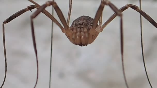 Hosszú lábak arachnid vár, és így a keret — Stock videók