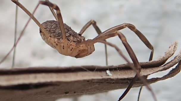 Hosszú lábak arachnid mozgó egy kicsit — Stock videók