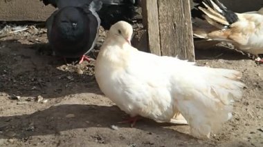 Beyaz Güvercin tüyleri tırmalamak