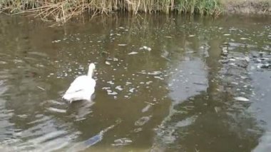 Pelikanlar balık yemek