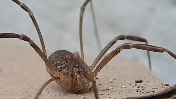 Lange benen arachnid bewegen van de benen — Stockvideo