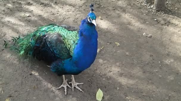 Paon bleu se déplaçant un peu  