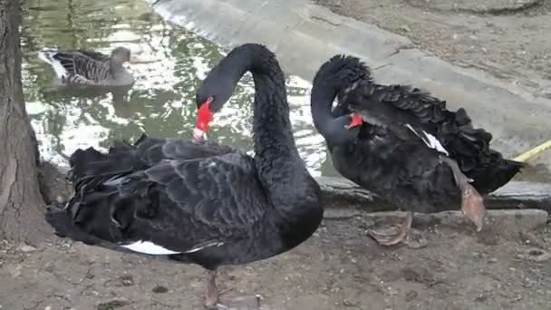 Dos cisnes negros — Vídeos de Stock