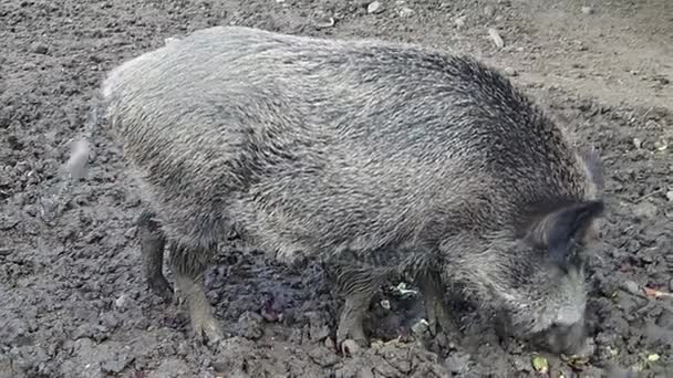 Дикая свинья ест в грязи — стоковое видео