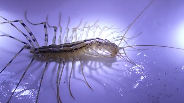 Maison centipede séchant ses jambes latérales droites — Video