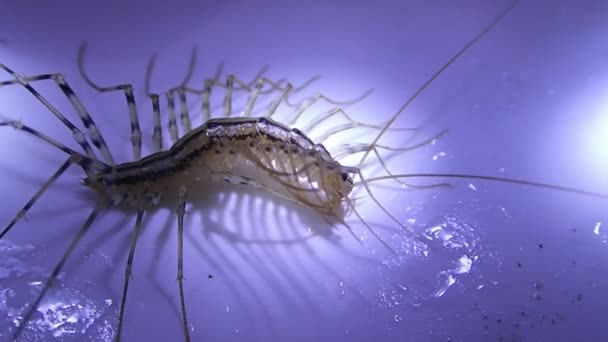 House centipede cleaning its right side legs — Stock Video