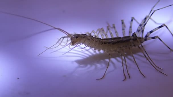 House centipede drying its legs — Stock Video