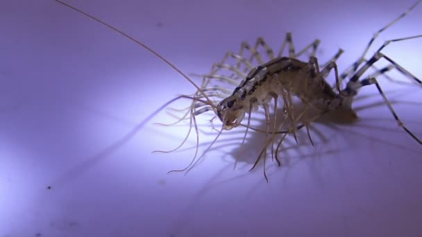 House centipede cleaning its back legs — Stock Video