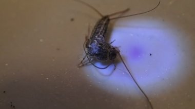 Gümüş Balık böcek ayakları Bakımı