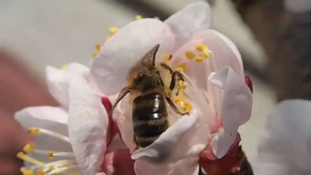 Abeja tomando polen — Vídeo de stock