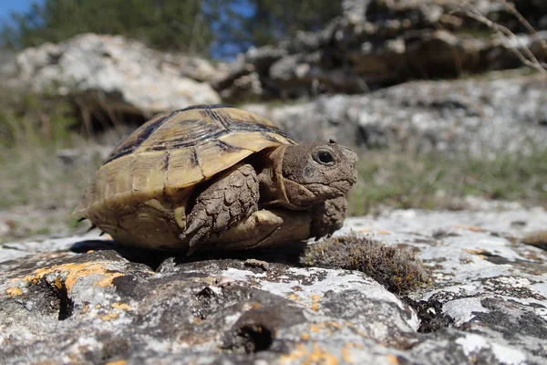 Tortuga bebé sola —  Fotos de Stock