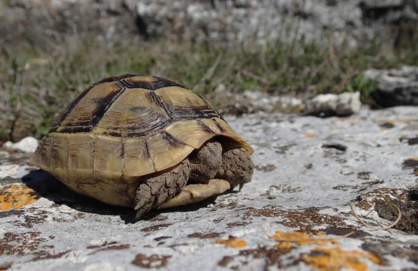 Baby tortoise in the springtime — Stock Photo, Image