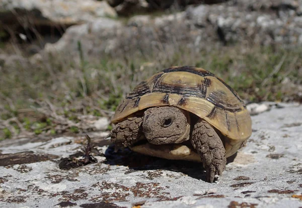 Tortoise baby on a rock — Stock Photo, Image