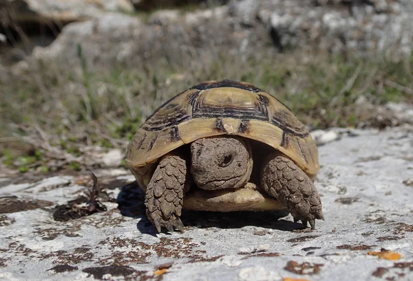 Baby tortoise on a rock — Stock Photo, Image