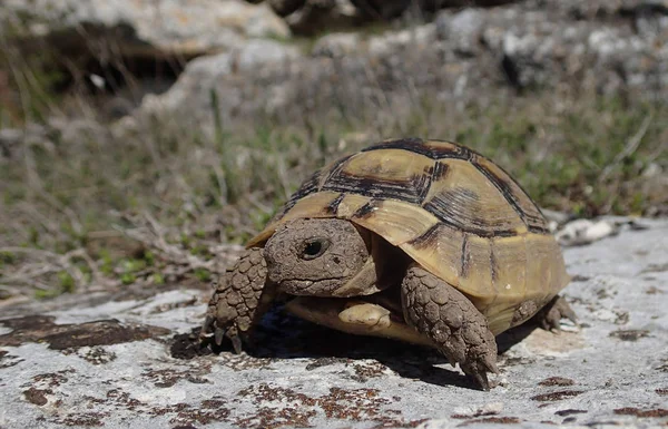 Baby tortoise moving on a rock — Stock Photo, Image