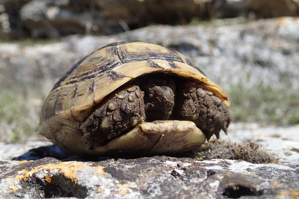 Baby tortoise in its shell — Stock Photo, Image