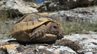 Bebek kaplumbağa yavaş yavaş onun kabuğundan elde 