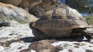 Bebek kaplumbağa yürüyüş