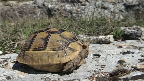 Baby tortoise turning around — Stock Video