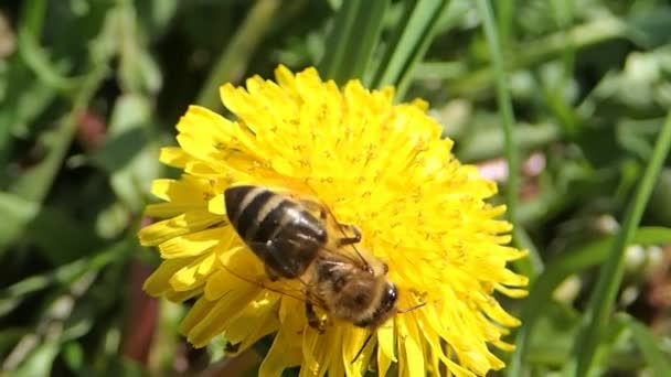 Abeja en diente de león — Vídeo de stock