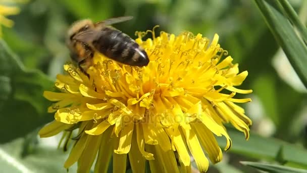 Honey-bee on dandelion — Stock Video