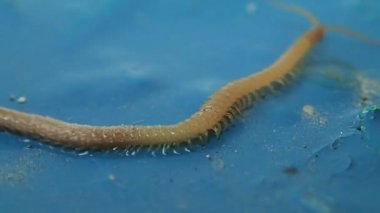 Uzun süre ıslak kırkayak