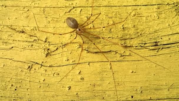 Araña de patas largas sobre amarillo — Vídeo de stock