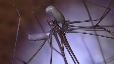 Çiftleşme, kafatası örümcekler yakın çerçeve çifti