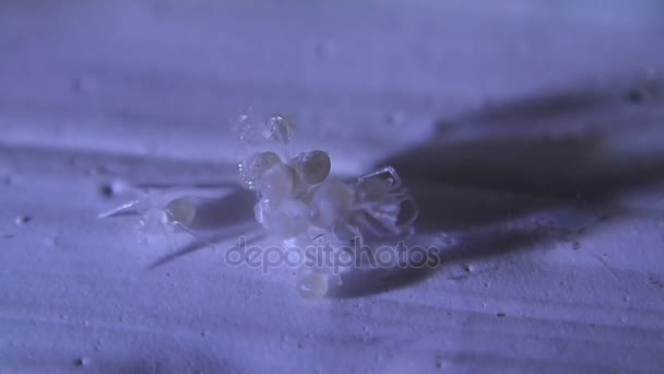 Six yeux cave araignée bébés éclosion 