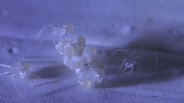Pince-pók új kikelt babies — Stock videók