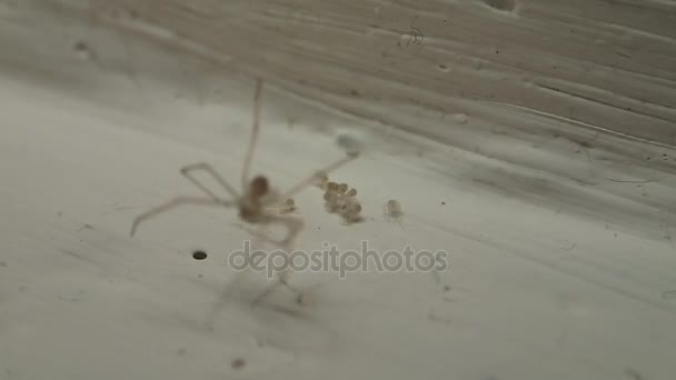 Nuevos bebés de araña de sótano eclosionados con su madre haciendo una tela protectora — Vídeo de stock