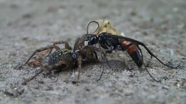 Siyah wasp ve onun hayvanın avı