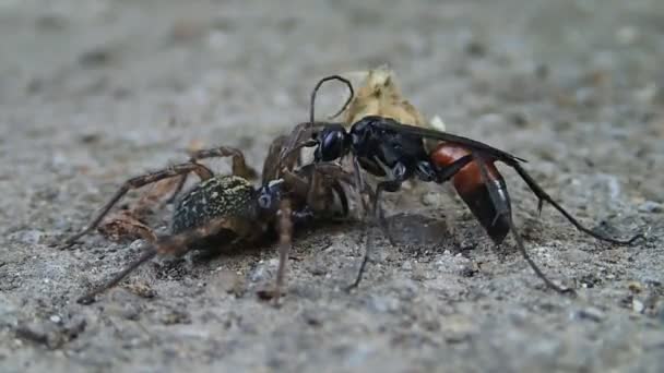 Siyah wasp ve onun hayvanın avı — Stok video