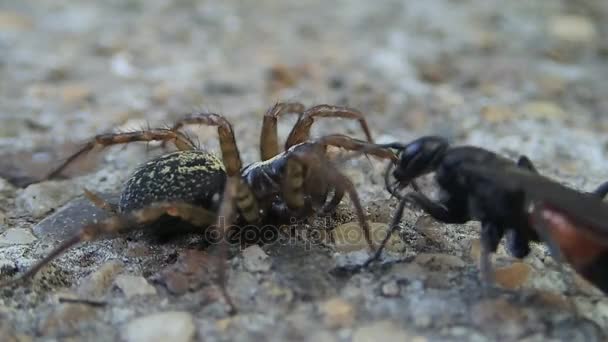 Vespa movendo sua presa, uma aranha — Vídeo de Stock