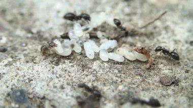 Karıncalar ve larva, yakın çerçeve 